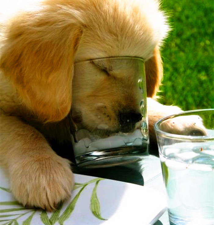 金毛贪吃的毛病都是惯出来的,金毛跟着主人爱贪吃怎么教