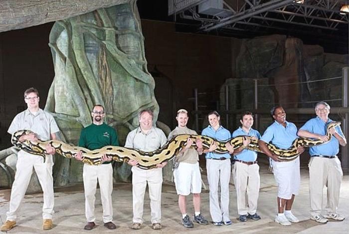 世界上最大的网纹巨蟒图片,世界上最大的网纹蟒蛇长达8米