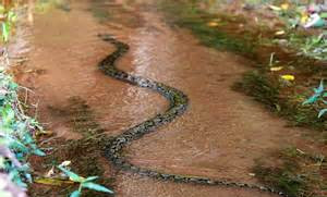 世界上最大的网纹巨蟒图片,世界上最大的网纹蟒蛇长达8米