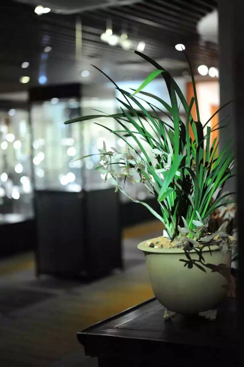 迎春时节兰花开,春天正是兰花盛开时节