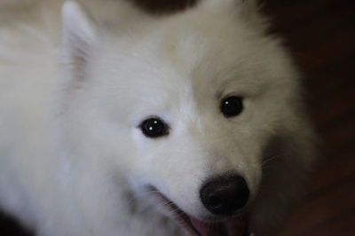 狗狗剃了毛毛后伤心没自信了,结果却因为这些原因重振威武