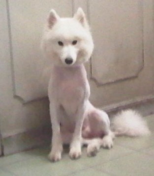 狗狗剃了毛毛后伤心没自信了,结果却因为这些原因重振威武