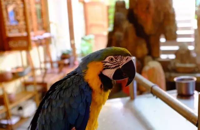 能吃一整天的自助餐,可以吃上一天的自助餐