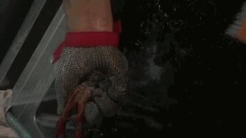 就算你开着玛莎拉蒂，*博兰**基尼也不一定能吃到她家龙虾，每天就这