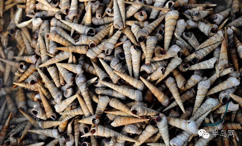 那些不认识的海鲜小干货,超级干货2022