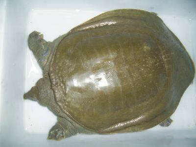 那些不认识的海鲜小干货,超级干货2022