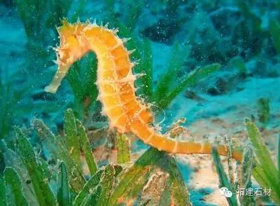 那些不认识的海鲜小干货,超级干货2022