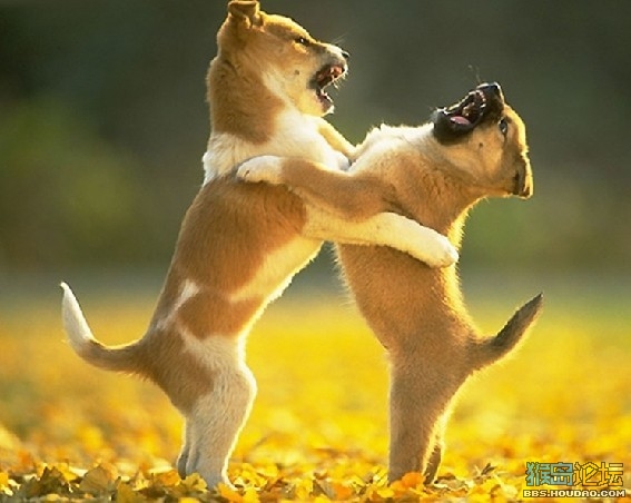 狗狗被咬伤伤到神经,狗狗被咬伤需要打破伤风吗