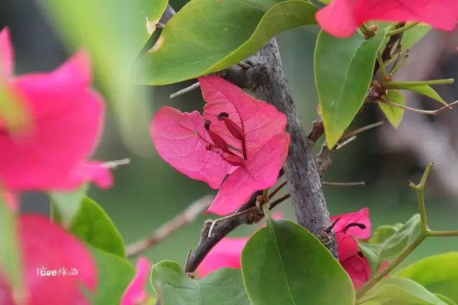 三亚最美的夕阳日落,夕阳的落下