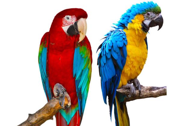 鹦鹉初学说话教程,了解鹦鹉的知识