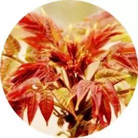 远离妇科病的食物,有益女性健康的八类怪味食物