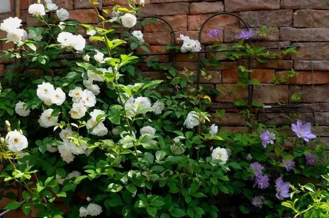 春田花花好物分享,春田花花创作的原创