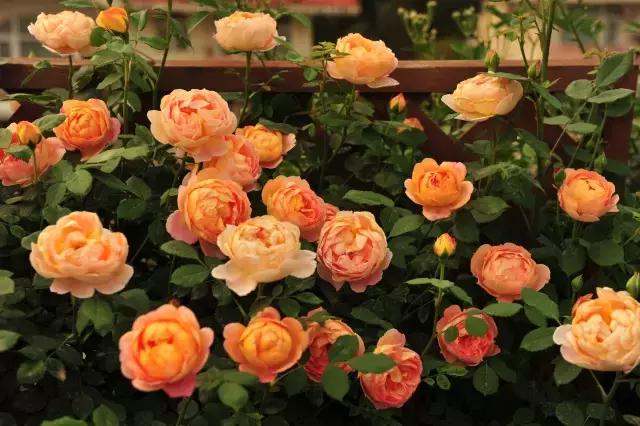 春田花花好物分享,春田花花创作的原创