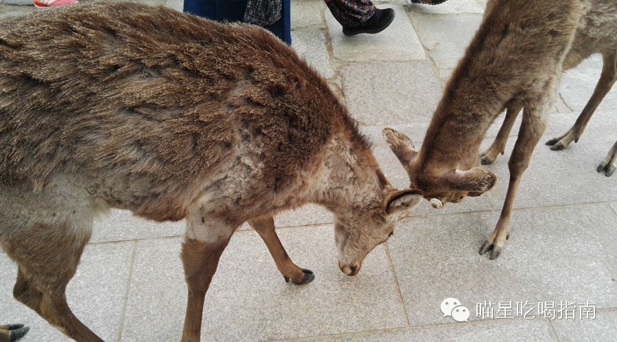 奈良鹰长菩提清酒,奈良时代的日本历史