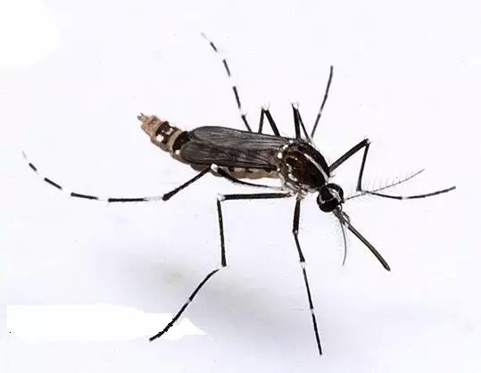 什么昆虫六条腿两个牙齿,什么是昆虫昆虫的定义是什么