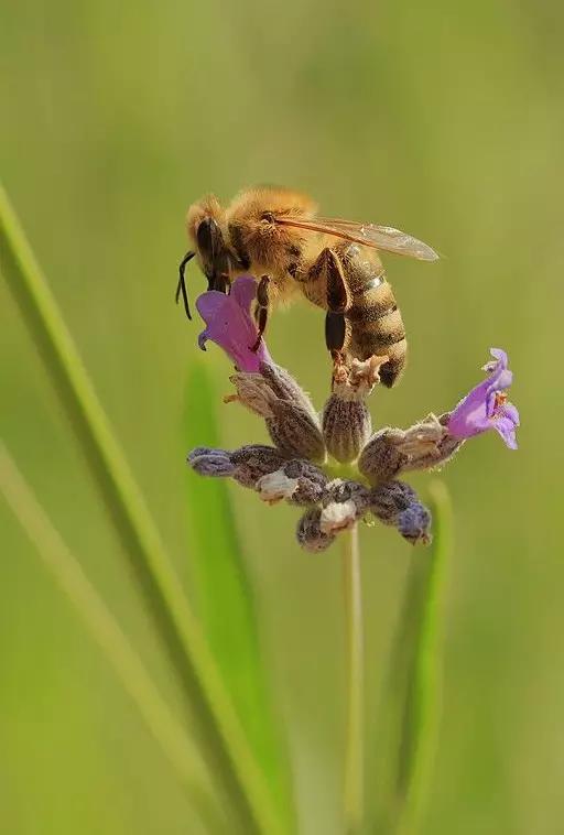 什么昆虫六条腿两个牙齿,什么是昆虫昆虫的定义是什么