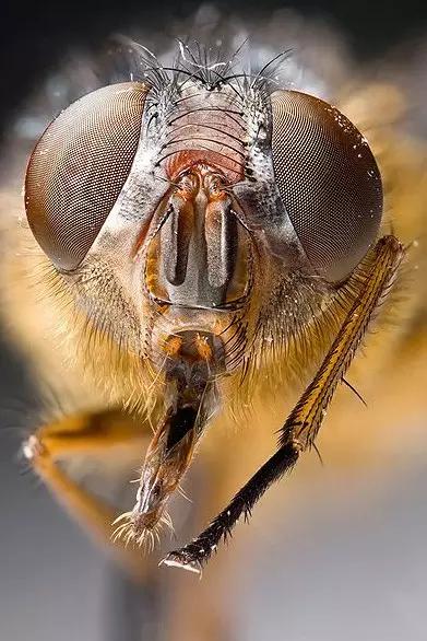 什么昆虫六条腿两个牙齿,什么是昆虫昆虫的定义是什么