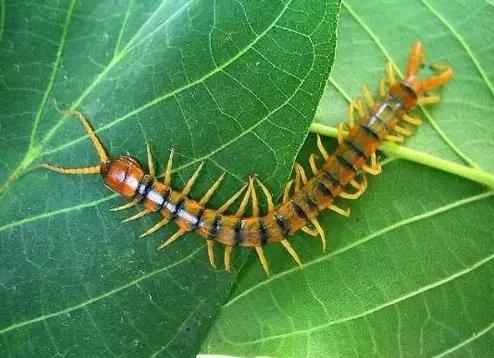 什么昆虫六条腿两个牙齿,什么是昆虫昆虫的定义是什么