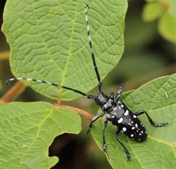 什么昆虫六条腿两个牙齿,什么是昆虫昆虫的定义是什么