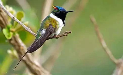 世界上数量最多的鸟类是,世界上飞得最高的鸟类是