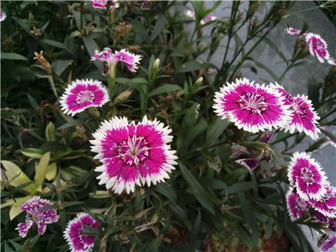 魅族pro6出现症状及维修,魅族pro6发热严重