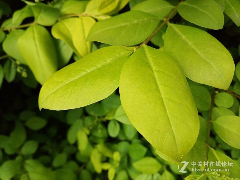 颜值高的手机oppor9,颜值与实力并存的体验