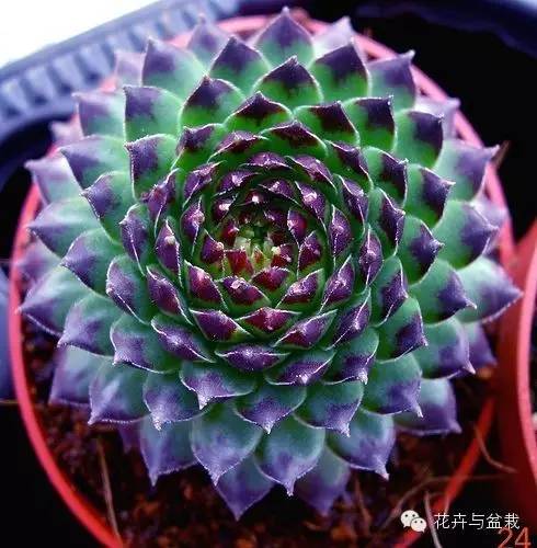 有一种植物叫长生草,长生草开花就死亡吗