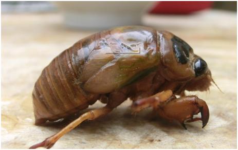 蝉花：虫草菌与幼蝉相爱了，能否“爬”到民族健康的前端？