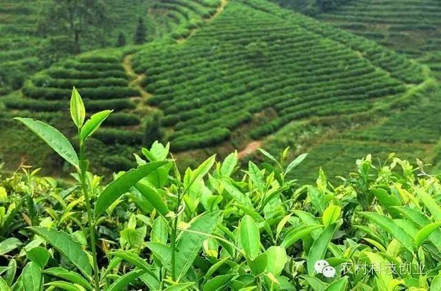 休闲农业十大盈利模式,休闲农业致富方法