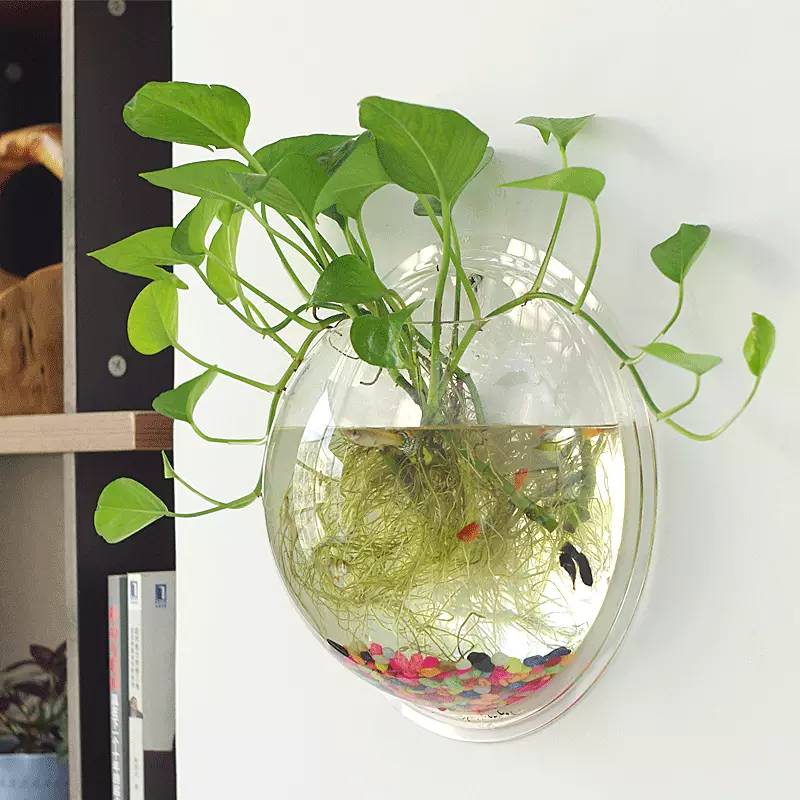 花匠音·养植推荐之身边的路人甲——绿萝