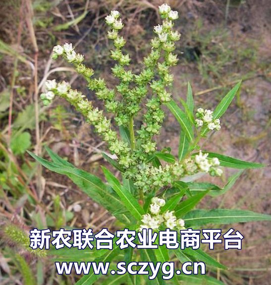 赶黄草全株茶,正品赶黄草泡水喝的正确方法