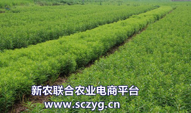 赶黄草全株茶,正品赶黄草泡水喝的正确方法