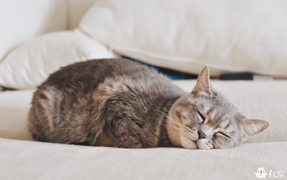 喵星人形象演绎痛经到底有多痛？