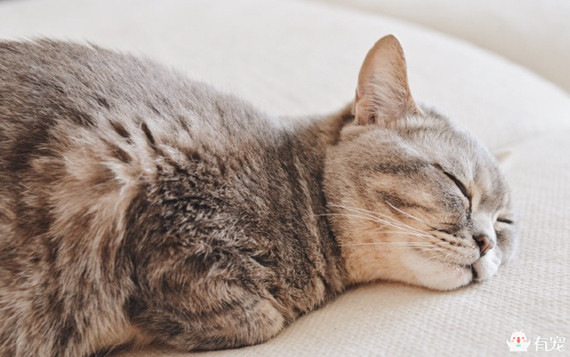 喵星人形象演绎痛经到底有多痛？