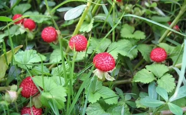 这些野果你都吃过吗,这些童年的美味野果