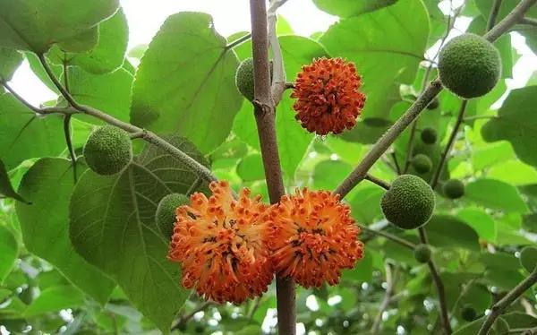 这些野果你都吃过吗,这些童年的美味野果