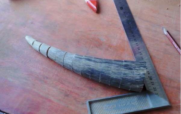 养牛的亲戚送了些牛角，这回非要做串牛角手串玩玩！