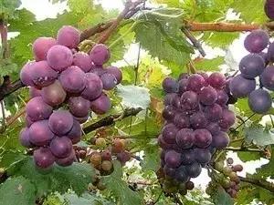 辽宁省特产别的省份吃不到的,辽宁的十大特色水果