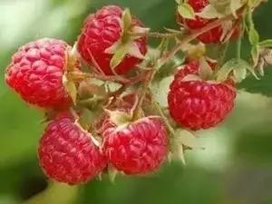 辽宁省特产别的省份吃不到的,辽宁的十大特色水果