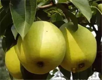 辽宁省特产别的省份吃不到的,辽宁的十大特色水果