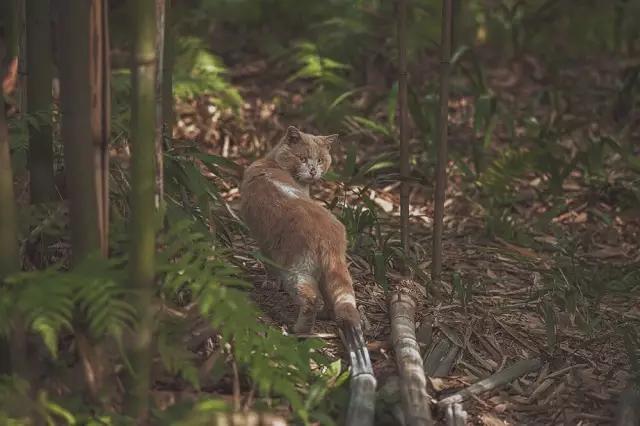 他在这里盖房子时,日本人还没学会唐风