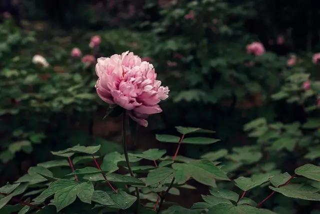 铜陵这里怎么会有金色的河流，惊呆了！