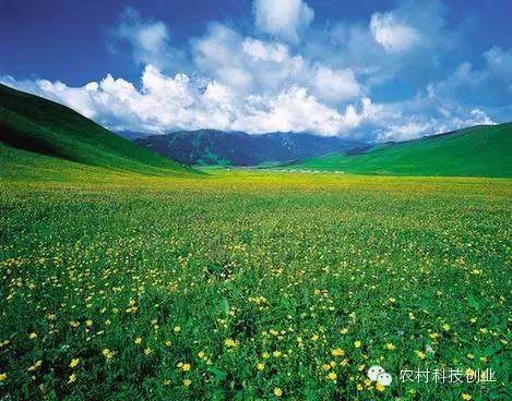 适合农村创业的小本点子,12个适合农村创业的小本项目