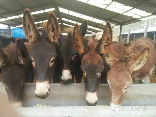 适合农村创业的小本点子,12个适合农村创业的小本项目