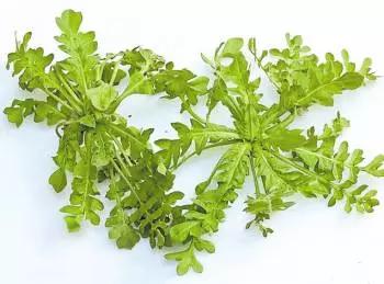 吃野菜马齿菜的功效,马齿苋和荠菜哪个好吃