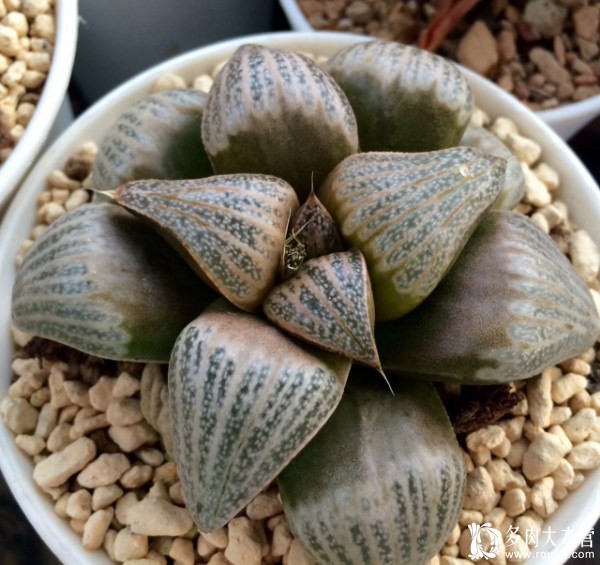 养多肉的心情治愈,养多肉其实也是养心情