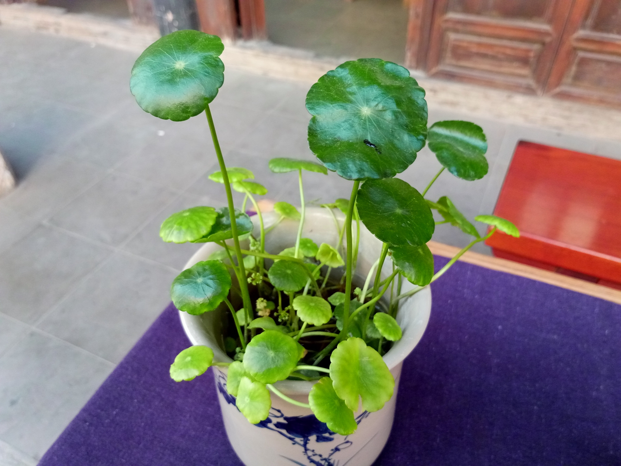 金立w909测评,金立天鉴w909缺点