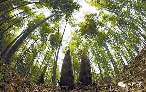 腌笃鲜春天的灵魂,腌笃鲜肯定好吃而且都是纯天然