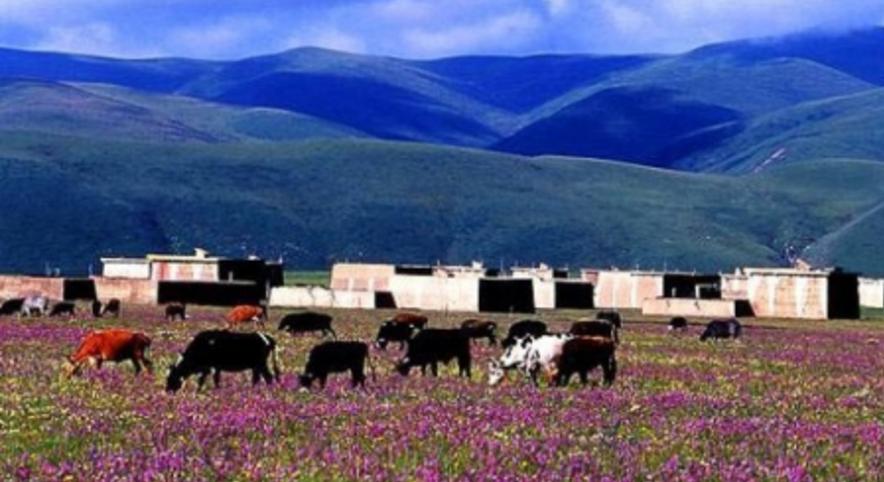 阿坝有个壤塘县,误落凡间的天空之城,美得真实,美得醉人