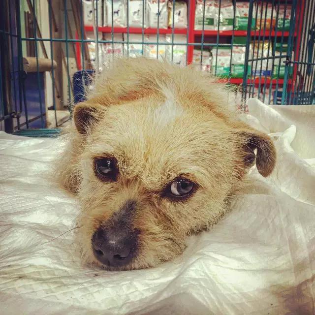 上海领养代替购买,上海领养孩子有补贴吗